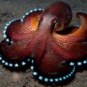 the OctoGent's picture the OctoGent's picture